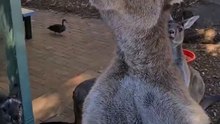 Kangaroo showing off height only in Australia 🇦🇺