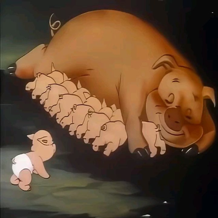 baby pigs