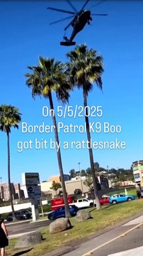 K-9 en San Diego se recupera tras ser mordido por serpiente de cascabel