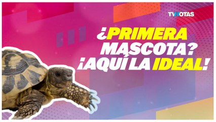 Tortuga acuática: Guía rápida para principiantes