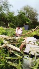 फरीदाबाद में तबाही! तेज तूफान से पेड़, खंभे और दीवारें गिरीं, बाल-बाल बचे लोग, बिजली आपूर्ति भी ठप