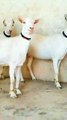 0333-5791449 Teddy Goats/Pragnent/Pure Milky Color/Best for Farming