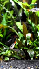 ATBInforma - Liberan a ciudadanos acusados de traficar peces exóticos en el Beni