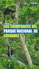 ATBCIENCIA - Estudio revela que los chimpancés consumen frutas que contienen alcohol