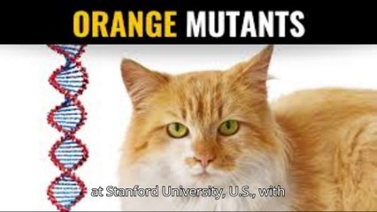 Genetic Twist Behind Orange Cat Fur Finally Uncovered