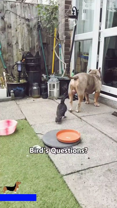 Funny Dogs 😆