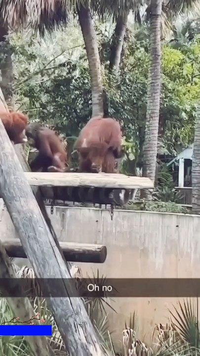 Funny Animals Dance 😂🤣