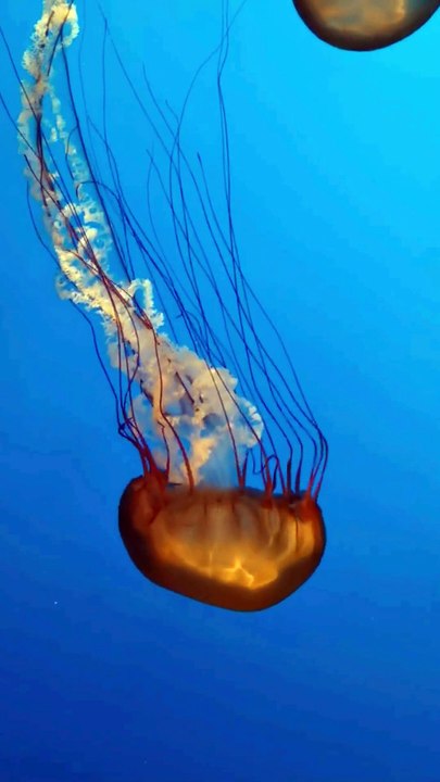 Jellyfish Invasion: Why These Ancient Creatures Are Taking Over