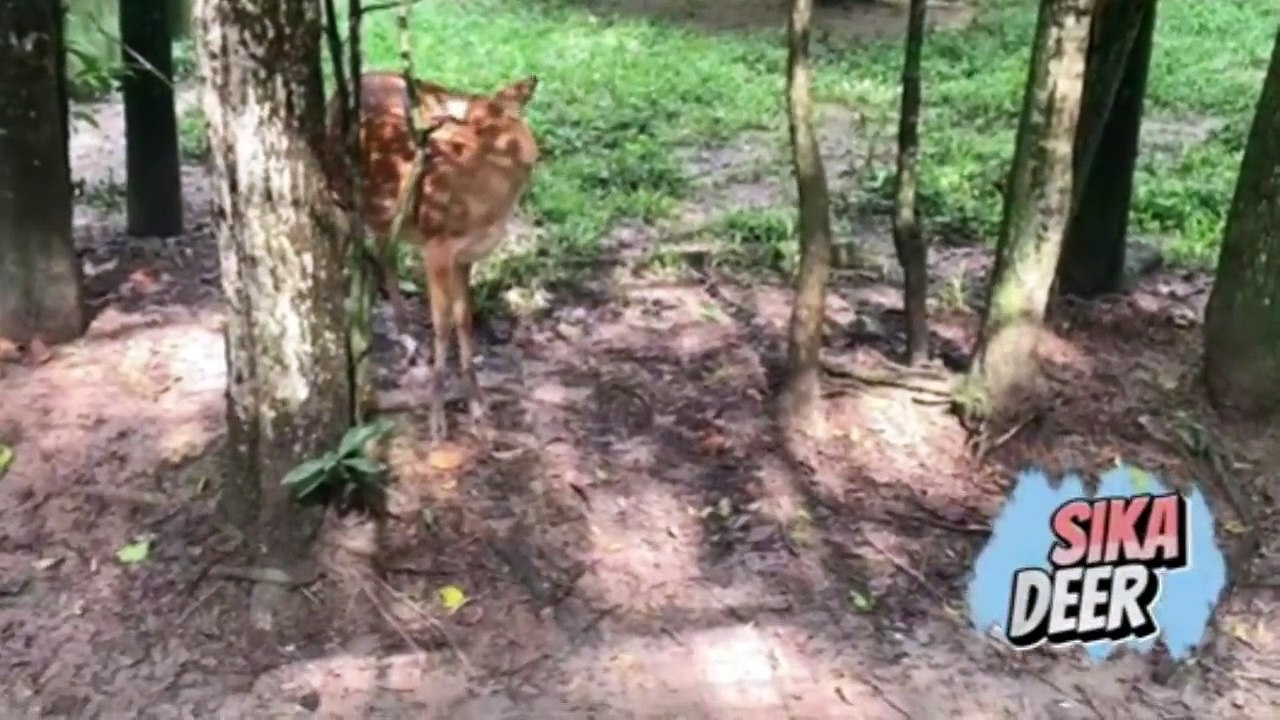 ANIMAL SOUNDS