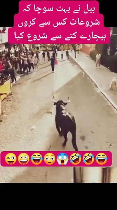 Angry bull