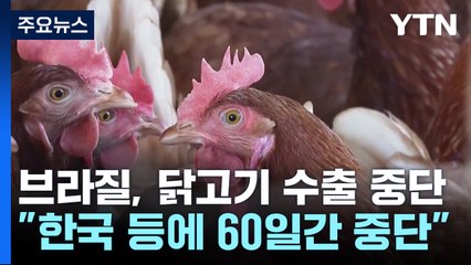 브라질 "한국 등에 60일간 닭고기 수출 중단"...고병원성 조류인플루엔자 여파 / YTN