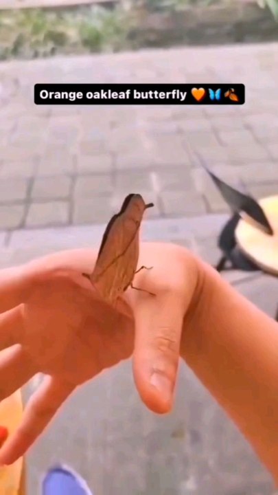 #butterfly #camouflage #disguise #sn2sg #sunnight #sunnightmusic #nature #beauty #cosplay #sunnightpop #butterandlove #oakleaf #leaf #cosplayer #animal #intelligent #evolution #amazing #colors #cryptic #colorit #coloring #selfcare