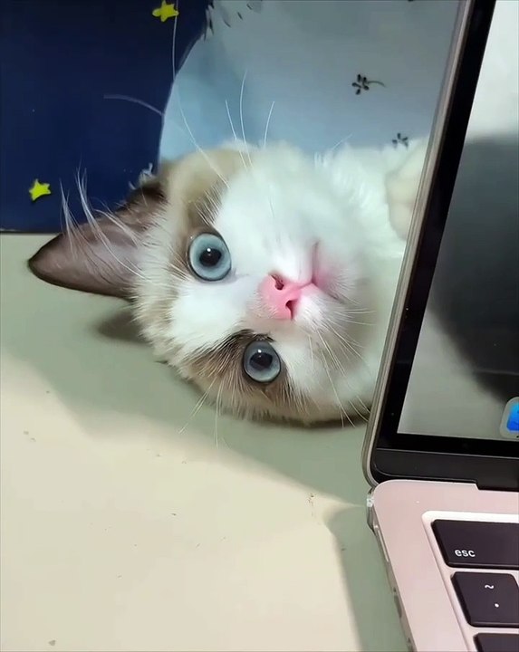 Laborious kitty, set aside your busyness, my playful spirit craves your company!