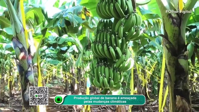 Produção global de banana é ameaçada pelas mudanças climáticas