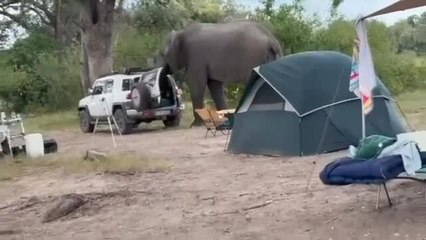 Inquisitive Elephant Inspects Man's Car and Tosses Its Contents Out
