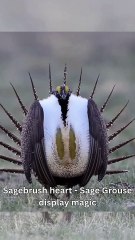 The Mesmerizing Display of The Sage Grouse