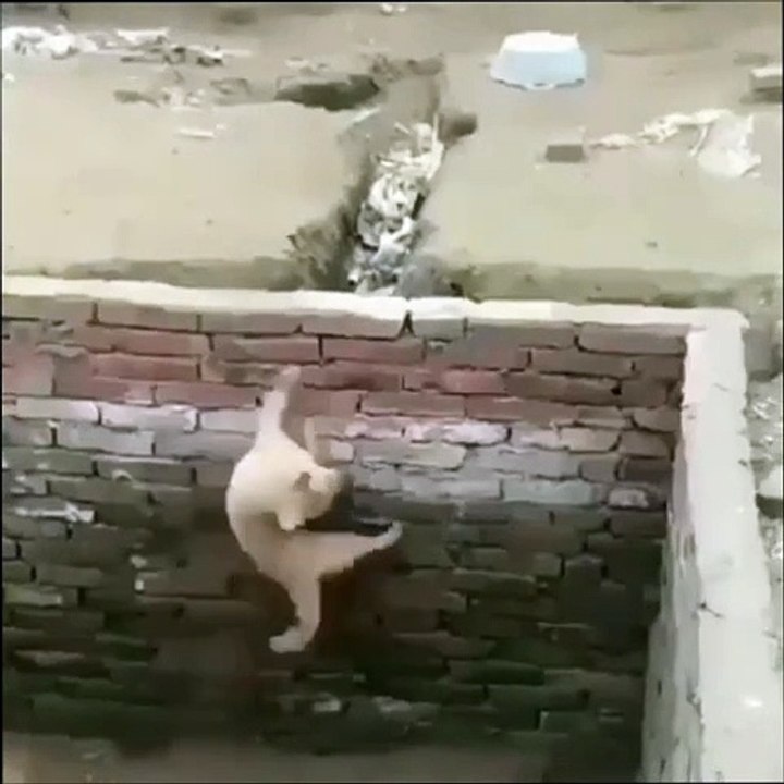 "UNBELIEVABLE! Dogs vs Brick Walls: Who Will Win?"