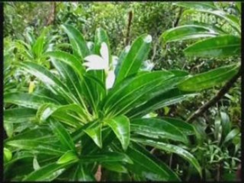 RAIATEA