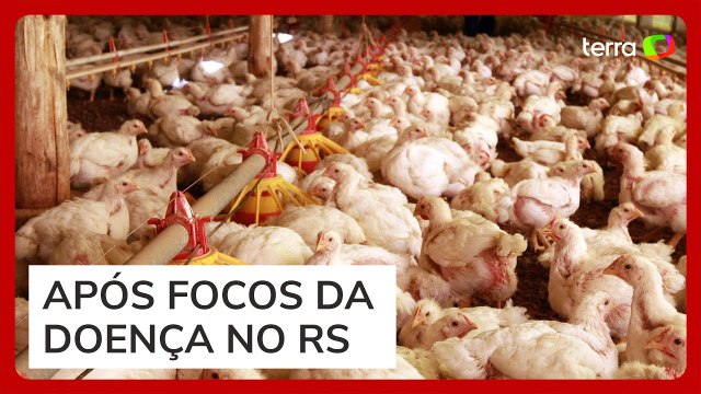 Gripe aviária: China, Argentina e União Europeia suspendem importação de carne de frango do Brasil