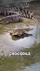 Crocodile Lost Its Tail?The Unexpected Horrible Consequences #wtf #viralvibes #weirdfacts #epic