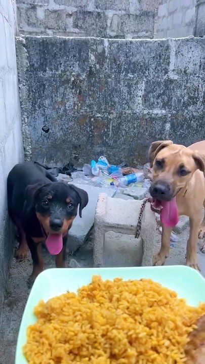 Dog Funny video
