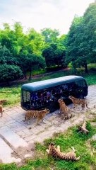 Lion attacks on bus
