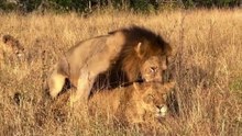 Lion Love in The Wild❤️🦁