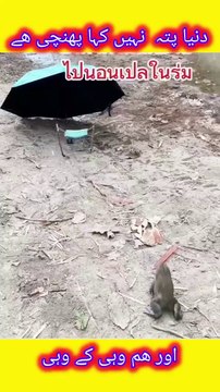 New funny comedy videos,funny days,New funniest co