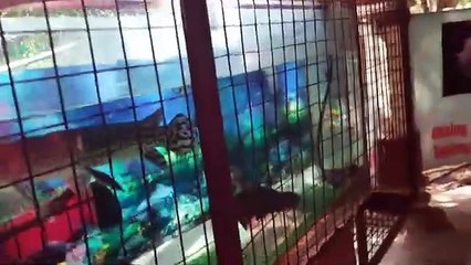 Fishes and fishes | Nagesh Thakur
