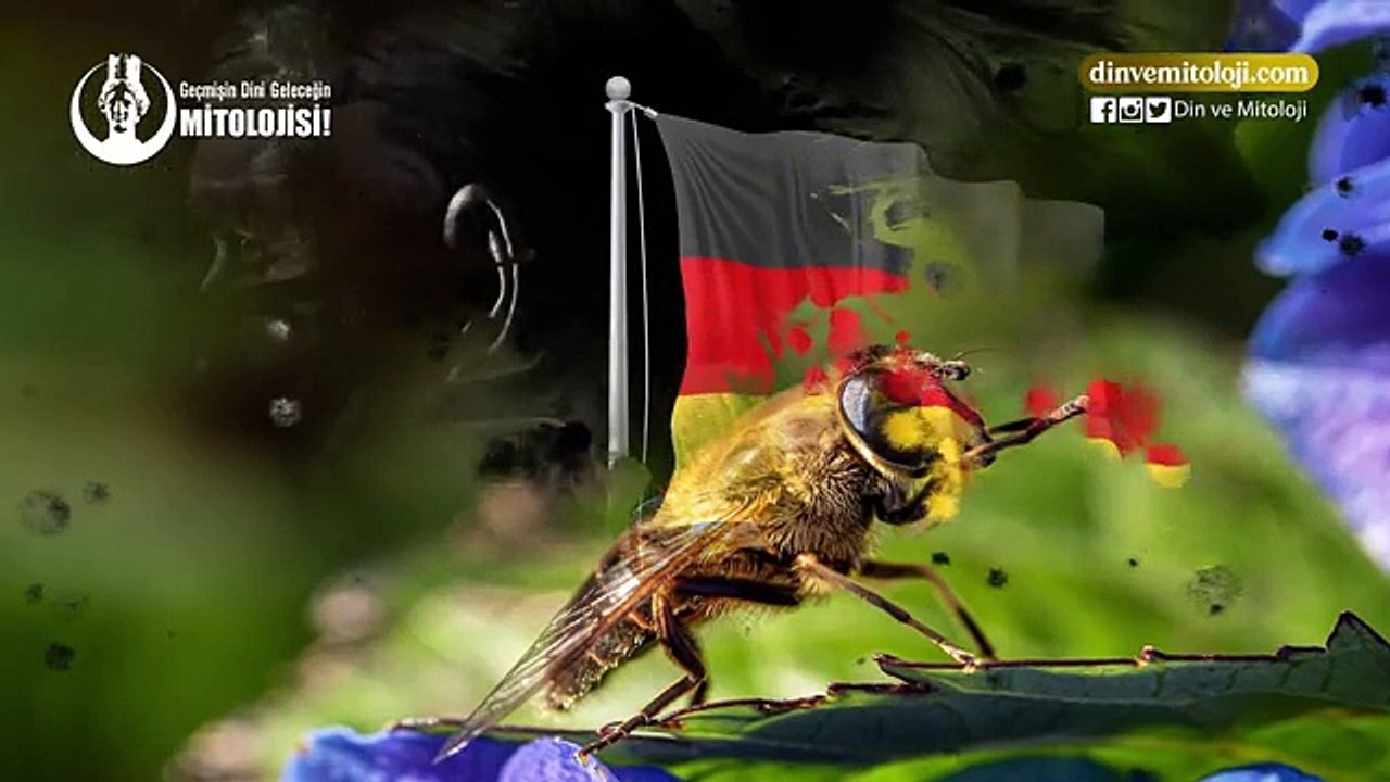 KUR'AN'DA DİŞİ ARI MUCİZESİ Mİ VAR