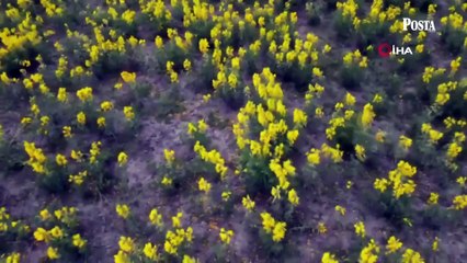 Bu endemik bitkiyi koparan yandı! Cezası 557 bin 212 TL
