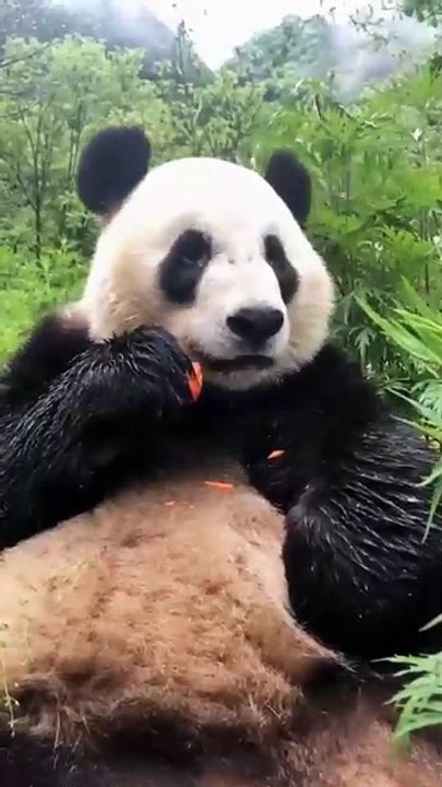 The daily life of pandas 🐼(99)   #Panda #Lovely