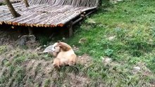 The daily life of pandas 🐼(100)   #Panda #Lovely