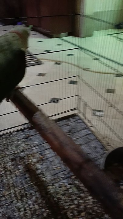 Parrot is whistling