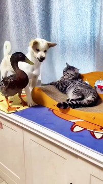 Cat vs dog new viral funny video 📸 dogs loves 😍😍cat lover 😍❣️ animals love 😘💖#shorts #shortvideo #viralshort #viralvideo #funny #funnyvideo #comedy #dog #cat #animals