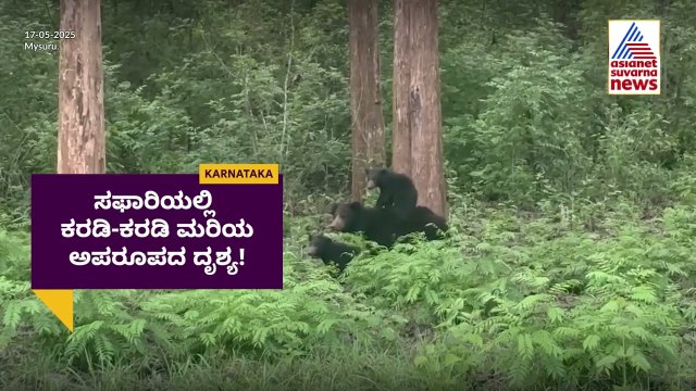 ಸಫಾರಿಯಲ್ಲಿ ಕರಡಿ-ಕರಡಿ ಮರಿಯ ಅಪರೂಪದ ದೃಶ್ಯ | Wildlife Safari | Kannada News | Suvarna News