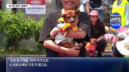 “내 주인은 누구?”…유기견 160여 마리 입양행사
