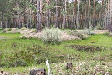 Concierto de ranas: así suena Pinar Grande tras una primavera de lluvia