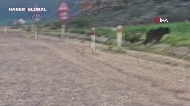 Aniden yola çıktı, cep telefonu kamerasıyla görüntülendi