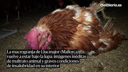 La macrogranja de Llucmajor (Mallorca) vuelve a estar bajo la lupa: imágenes inéditas de maltrato animal y graves condiciones de insalubridad en su interior