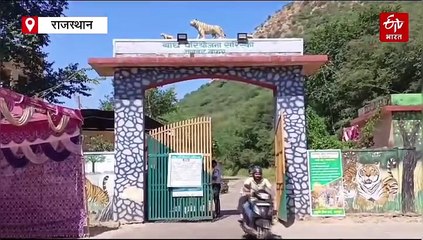 सरिस्का में प्लास्टिक उपयोग पर रोक के लिए ले रहे बाघ मित्रों की सहायता, रिसाइकिल के लिए जल्द लगेगी मशीन