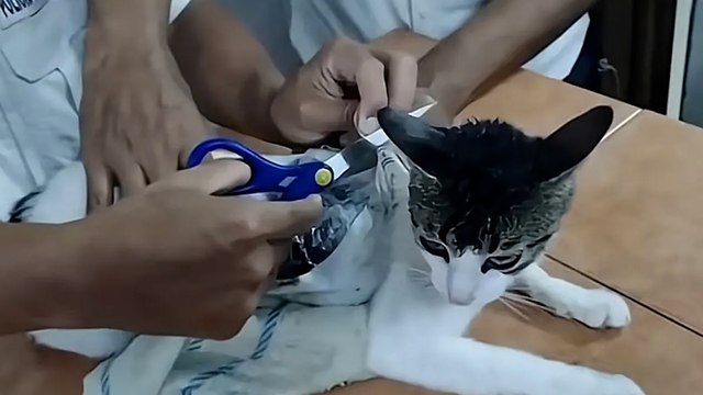 Capturado un narco gato a través del que metían droga en una cárcel de Costa Rica