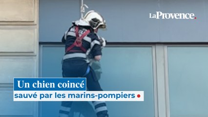 Un chien coincé sauvé par les marins-pompiers
