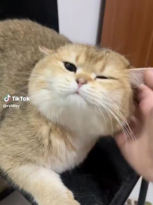 yyyy