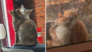 Herzerwärmendes Video zeigt die romantischsten Katzenpaare aller Zeiten