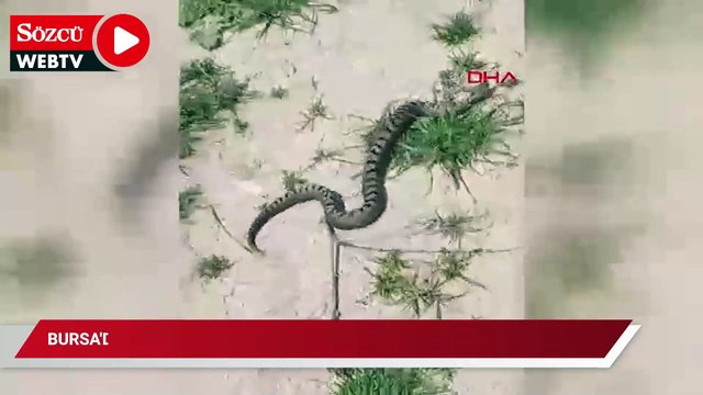 Bursa'da Kafkas burunlu engerek yılanı görüldü