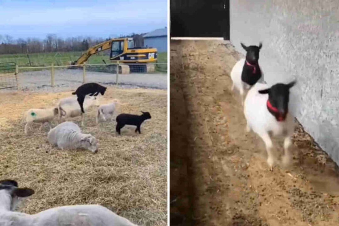 Vidéo hilarante : essayez de ne pas rire devant cette compilation de moutons et de chèvres