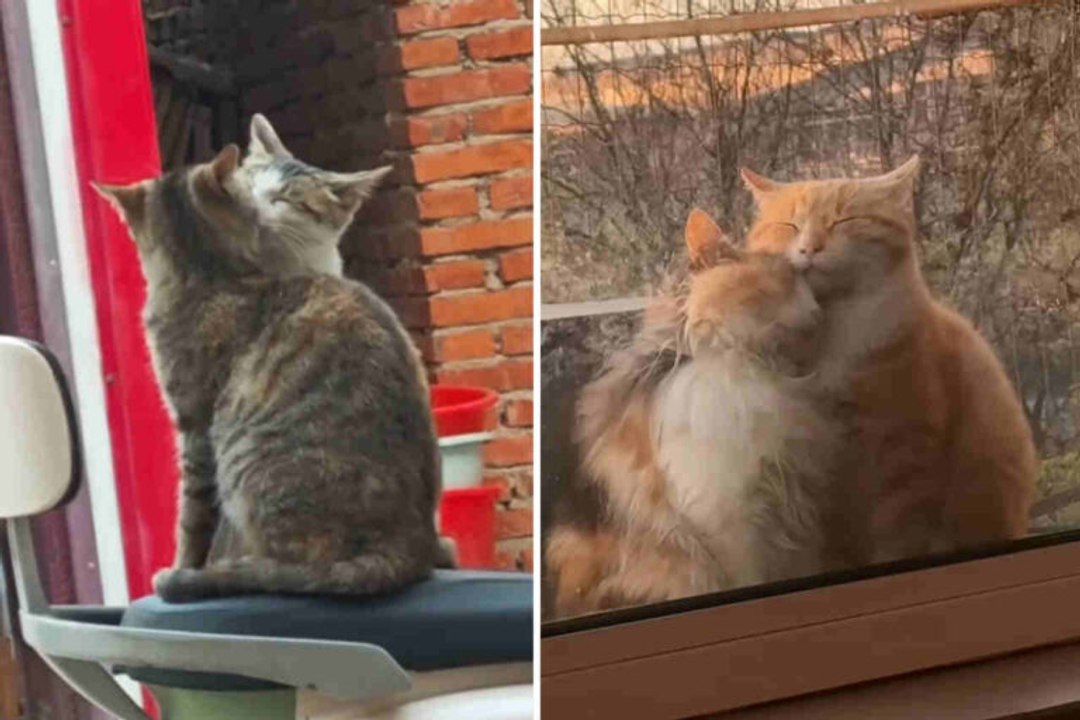 Vidéo adorable : les chats les plus romantiques jamais filmés font fondre Internet