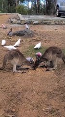 Kangaroo life | only in Australia 🇦🇺