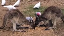 Kangaroo life | only in Australia 🇦🇺